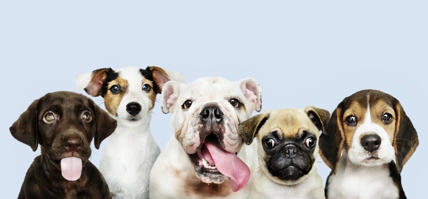 Asegura tus mascotas
